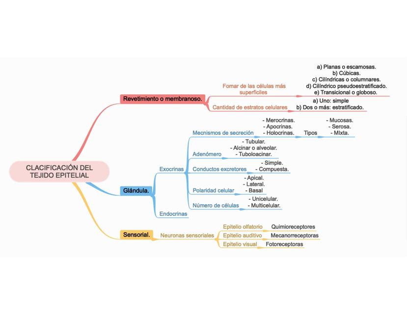 Clasificación del tejido epitelial