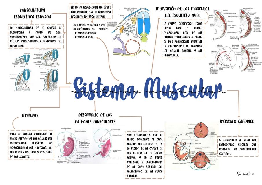 Sistema Muscular Enfermedades Anatomía uDocz