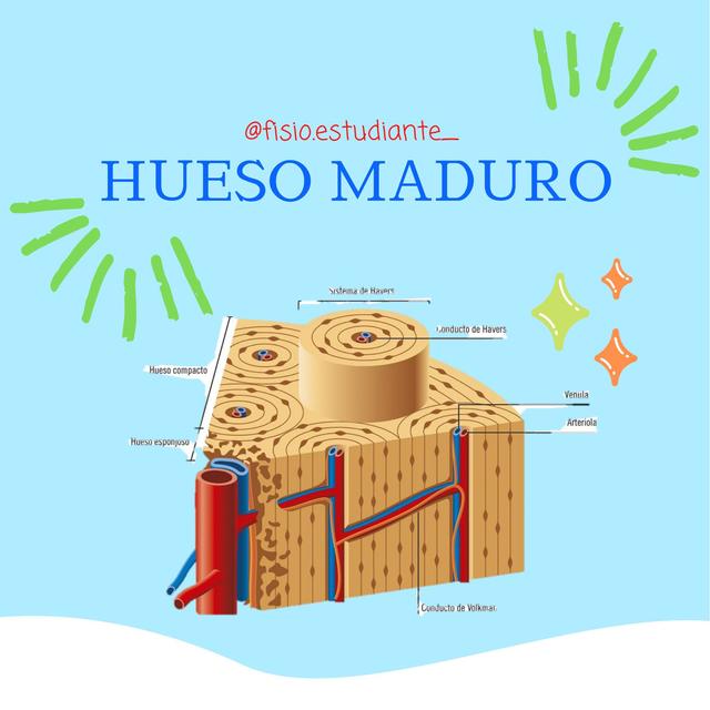 Hueso maduro