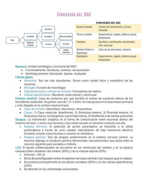 Fisiologi a del SNC