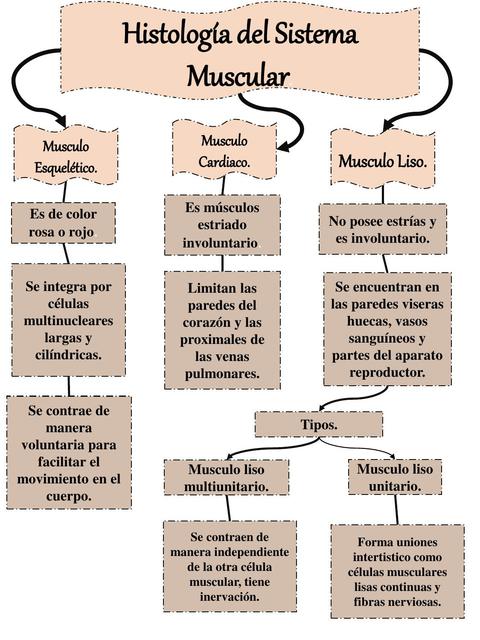 Histología del Sistema Muscular