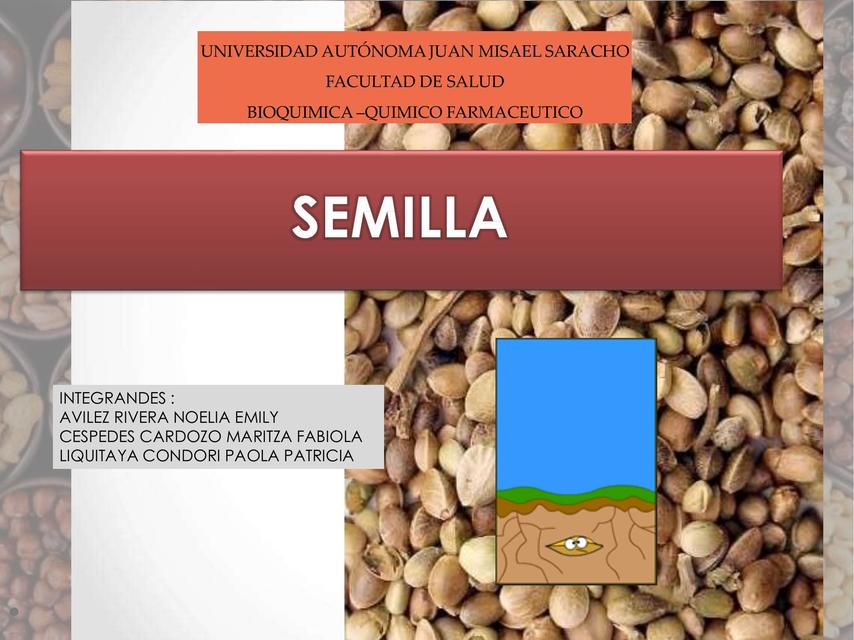 Semilla 