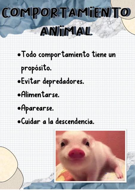 Comportamiento Animal