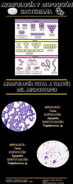 Morfología y disposición bacteriana