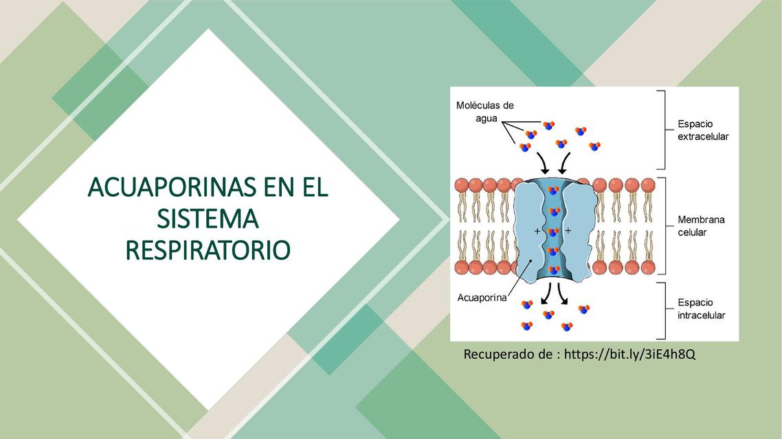 Acuaporinas en el Sistema Respiratorio