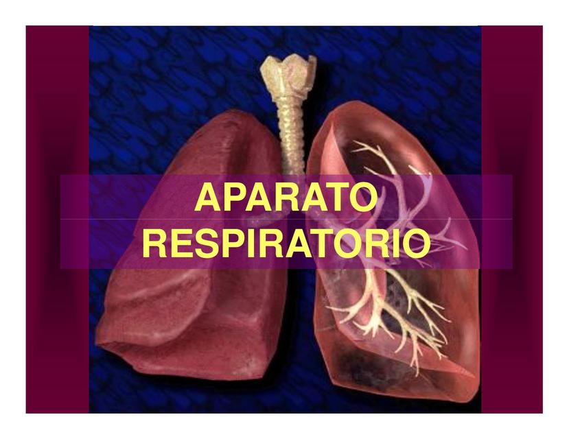 SISTEMA RESPIRATORIO