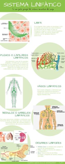 Sistema Linfático Anatomía Humana Resúmenes De Anatomía Udocz