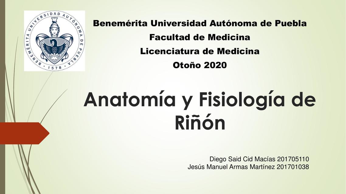 Anatomía y Fisiología de Riñón