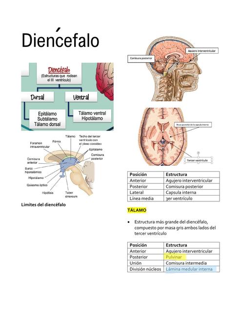 Diencefalo Estudio