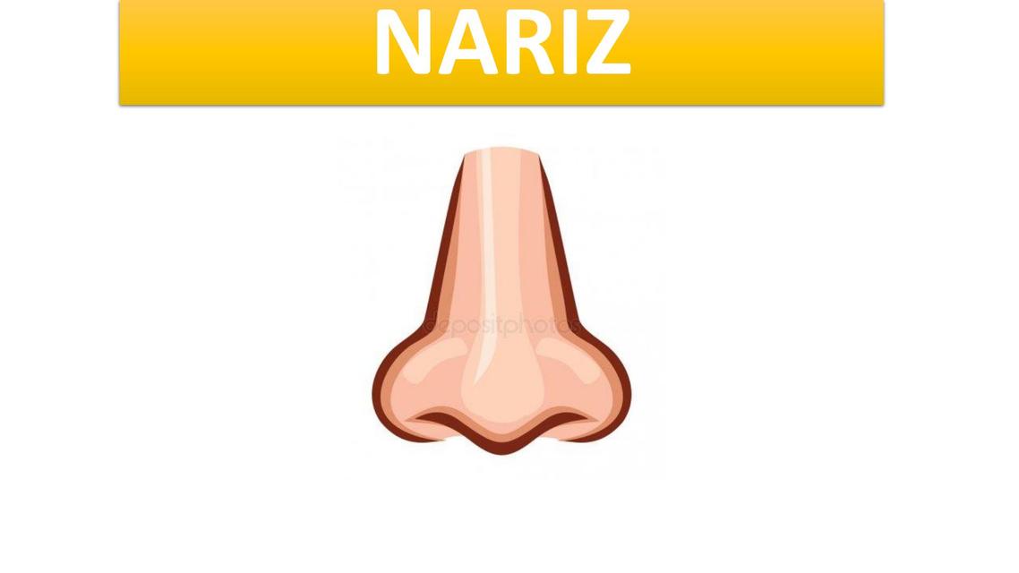 La Nariz y su Anatomía