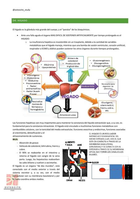 Fisiología digestiva higado