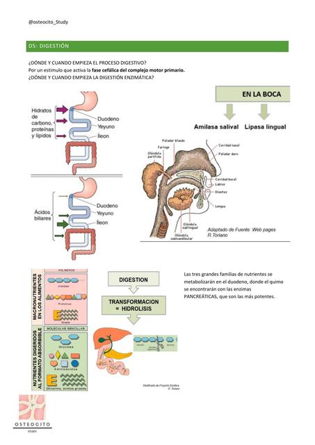 Fisiología digestiva digestión