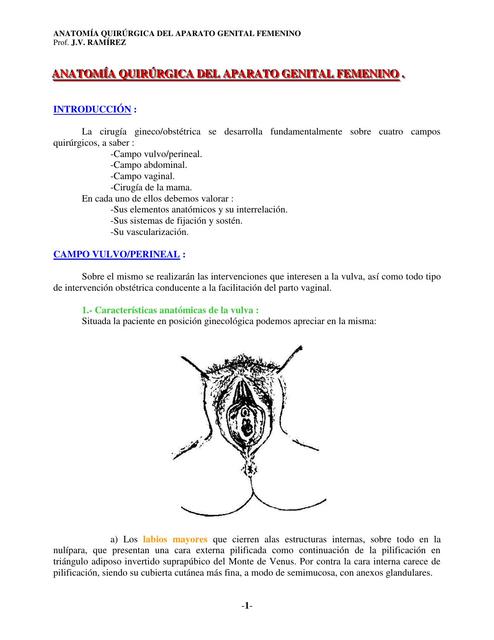 Anatomía Genital Femenina