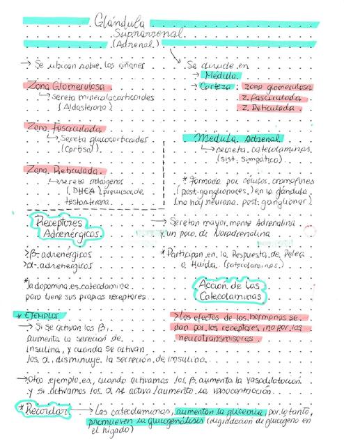 Glándula Adrenal y Hormonas