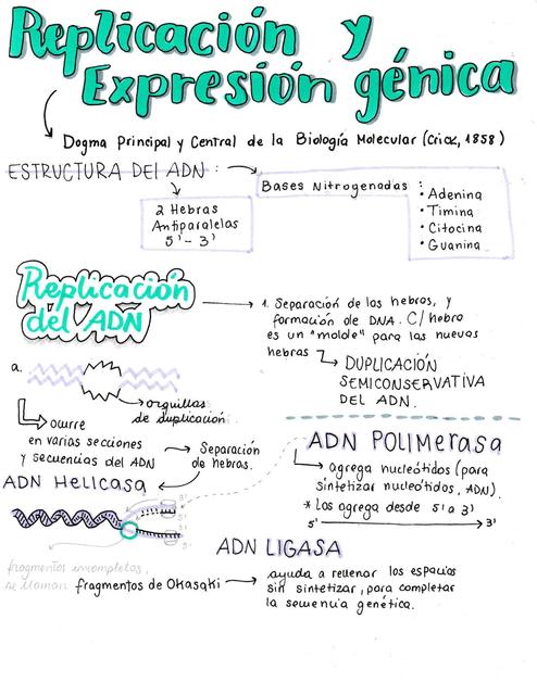 Replicación y Expresión Génica