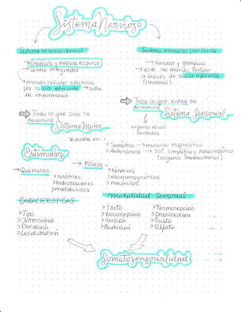 Sistema Somatosensorial