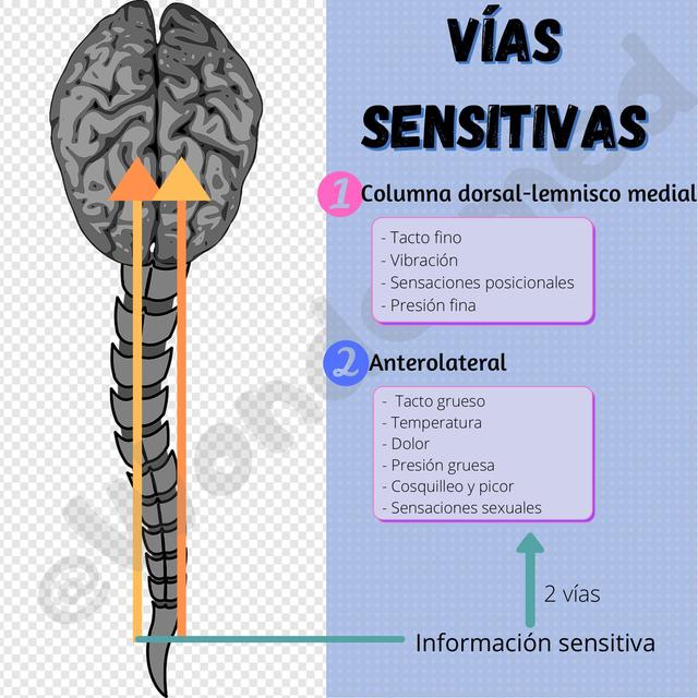 Vías Somatosensoriales