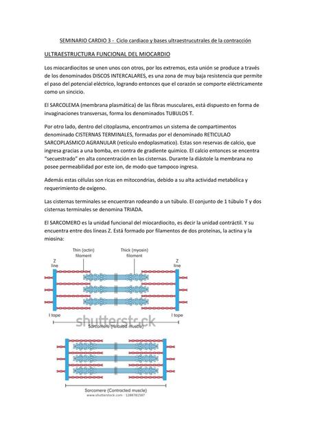 Ciclo cardiaco