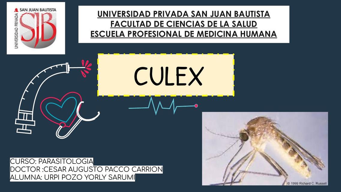 Culex