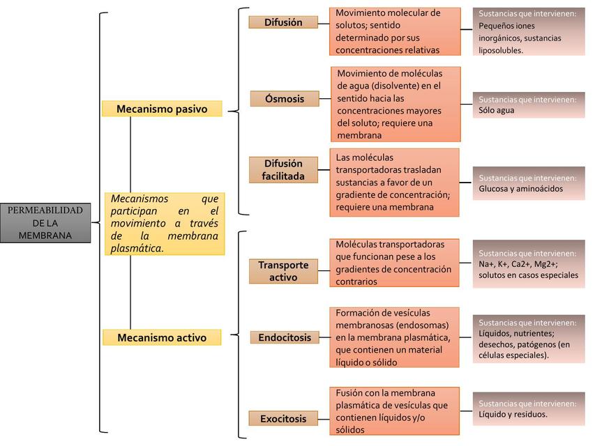 Permeabilidad de la membrana