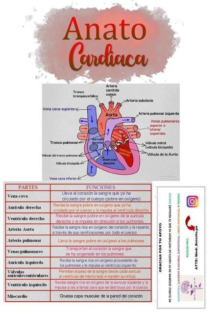 Anatomía Cardiaca