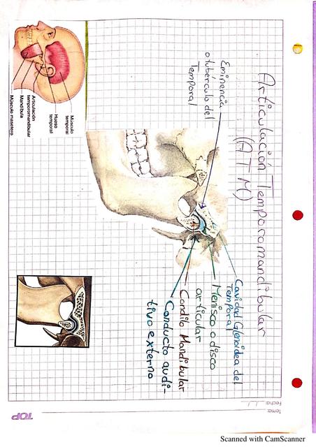 Articulación temporomandibular