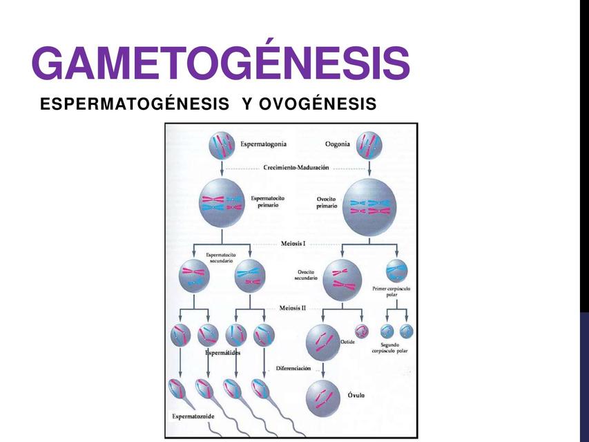 Gametogénesis