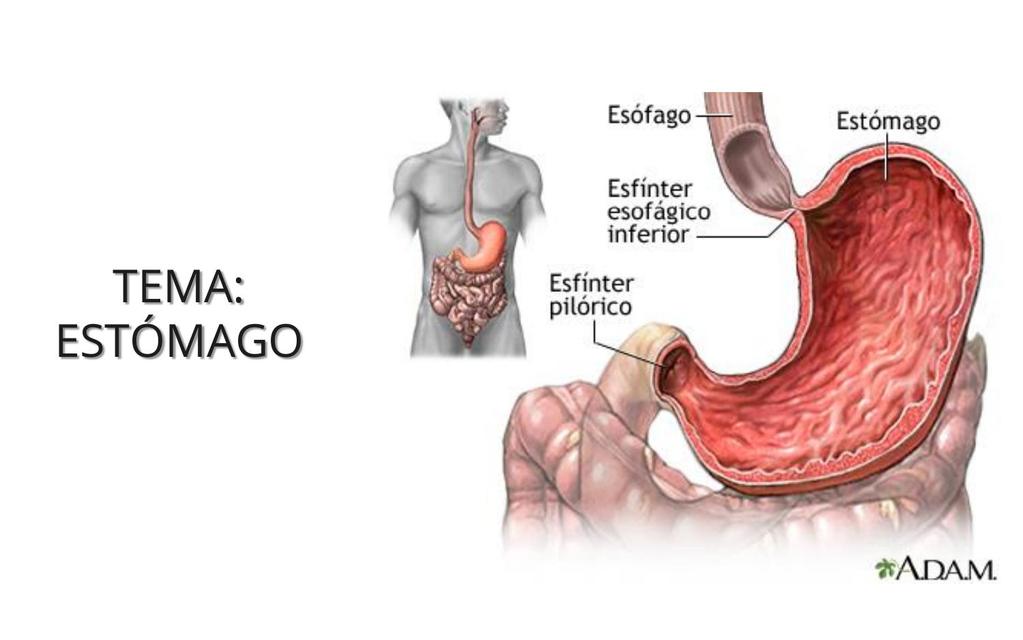 PATOLOGIAS DE ESTOMAGO