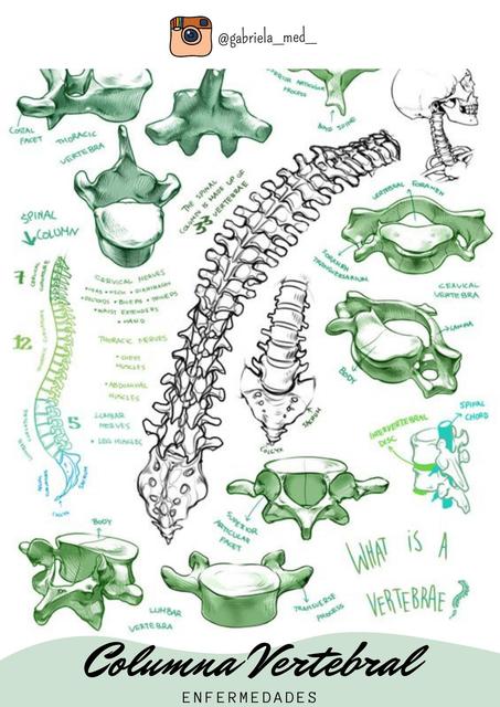 Columna Vertebral Y Enfermedades Anatomia Apuntes Medicos Udocz