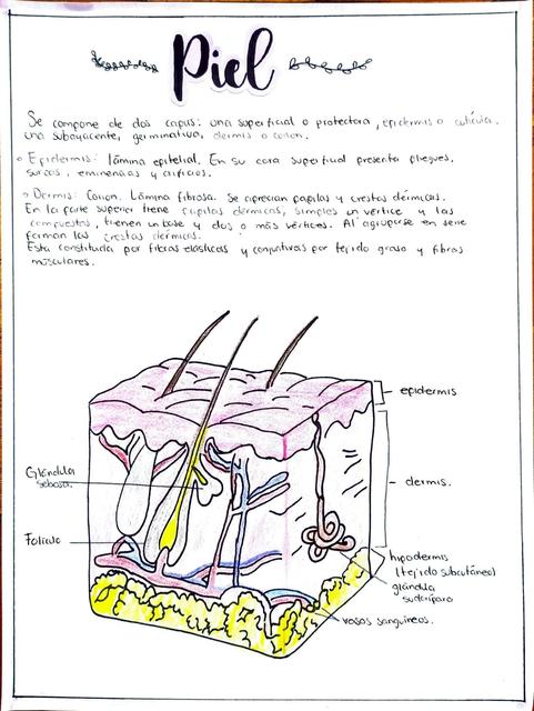 Generalidades Anatomía