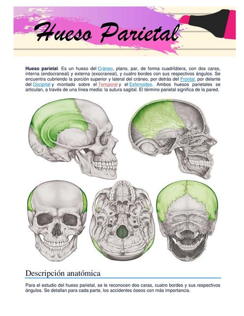 Hueso parietal