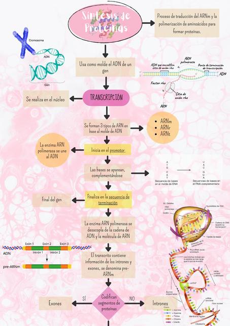 Síntesis Proteínas