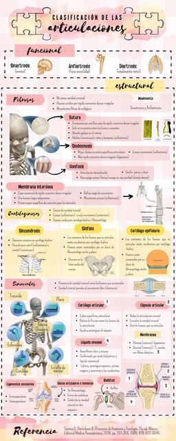 Articulaciones