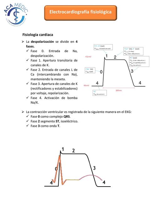 Electrocardiografía fisiológica 