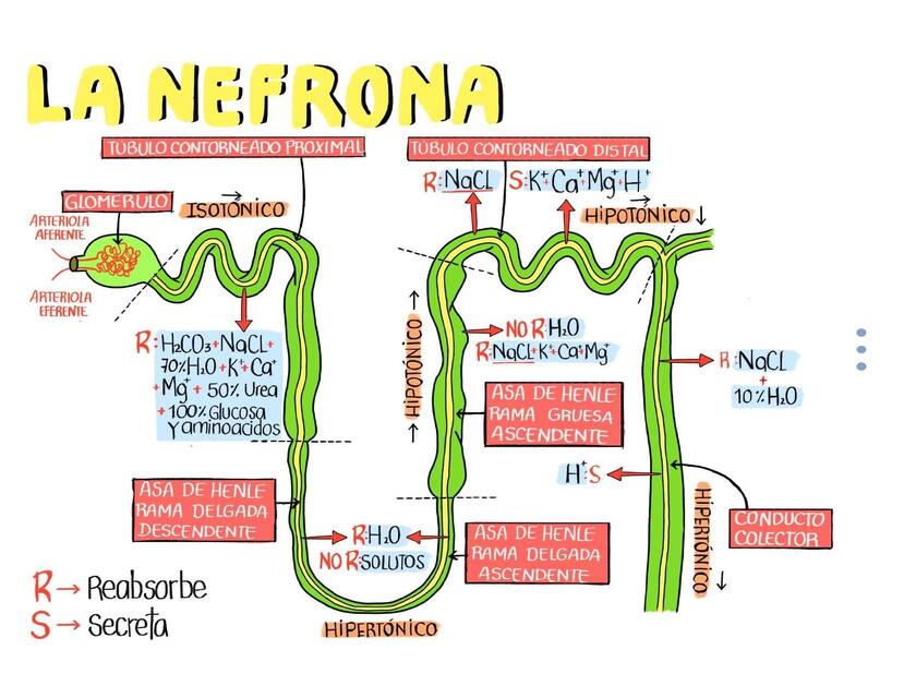 La nefrona