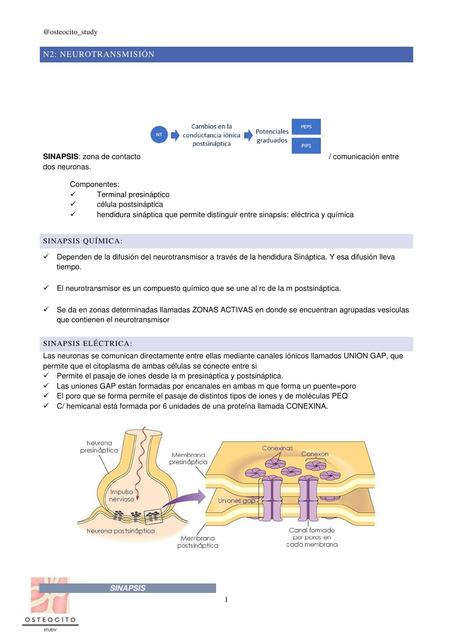 Neurotransmisión