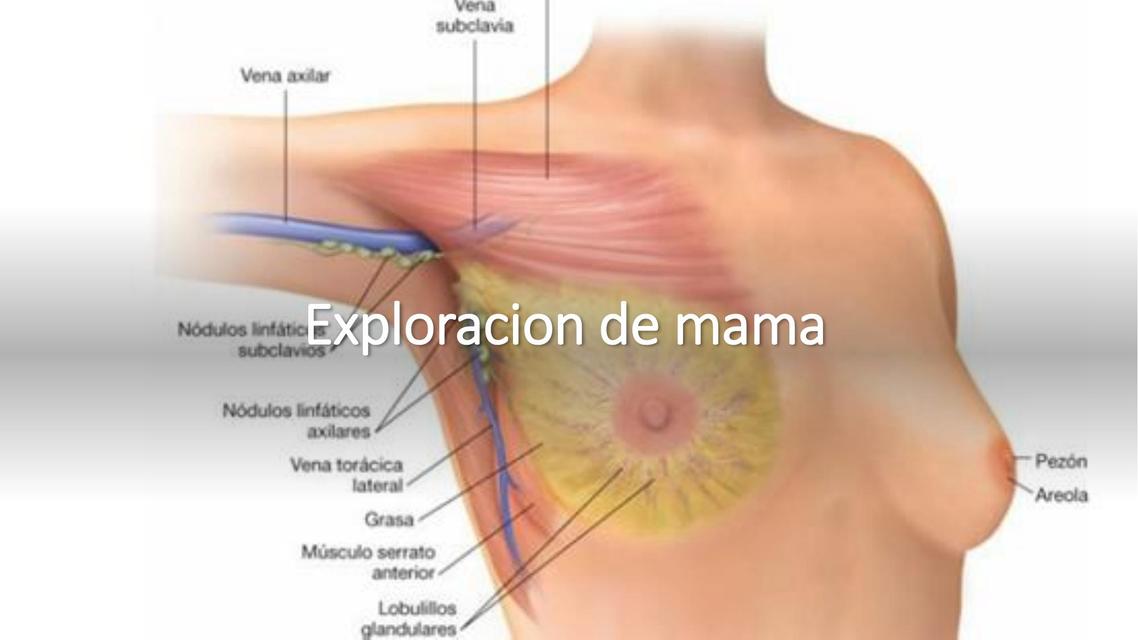 Exploración de mama