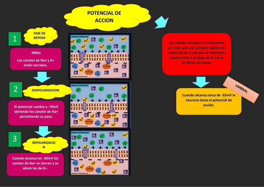 Potencial de Acción