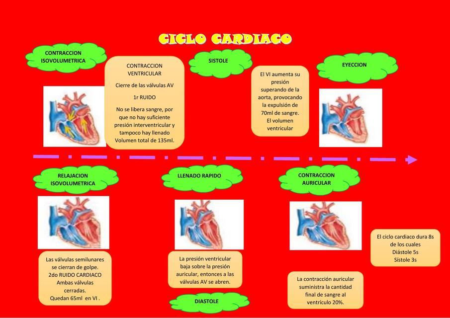 Ciclo Cardiaco