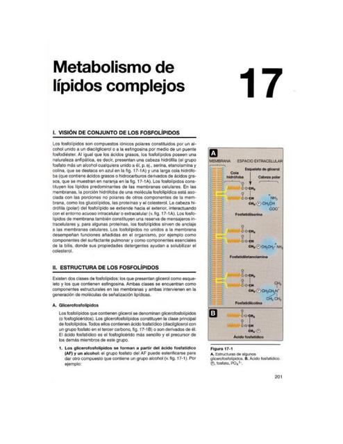 Metabolismo de Lípidos Complejos