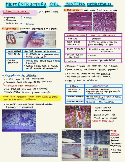 Microestructura Y Microcirculación