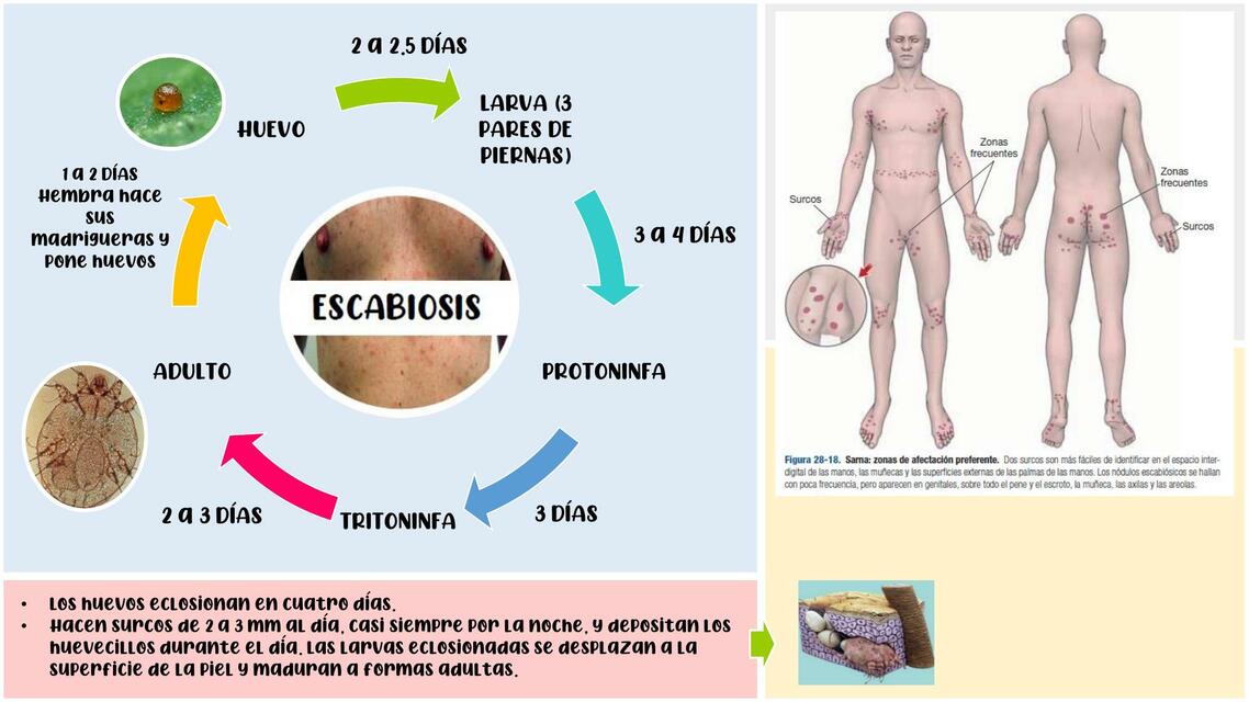 res-menes-de-escabiosis-descarga-apuntes-de-escabiosis