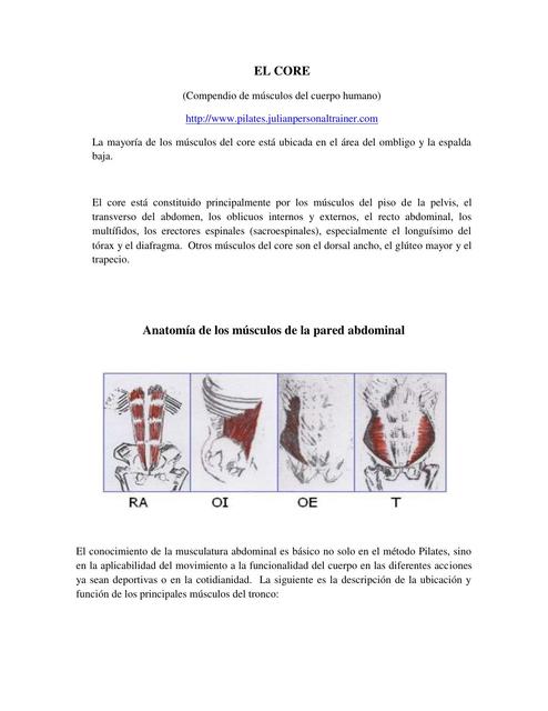 Anatomía de los músculos de la pared abdominal 