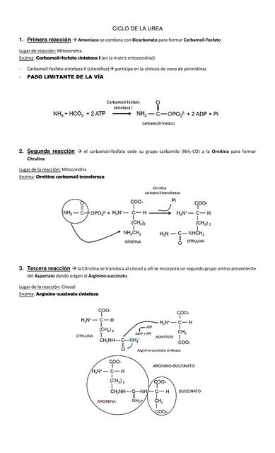 Ciclo de la Urea