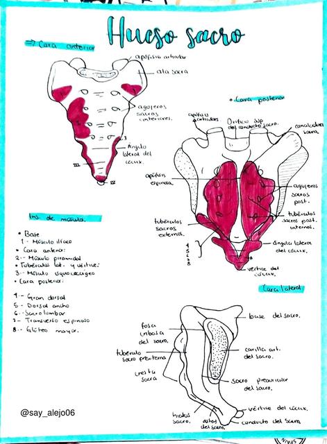 Hueso Sacro y Coxal
