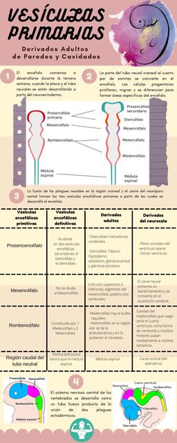 Vesículas Primarias - Paredes y Cavidades