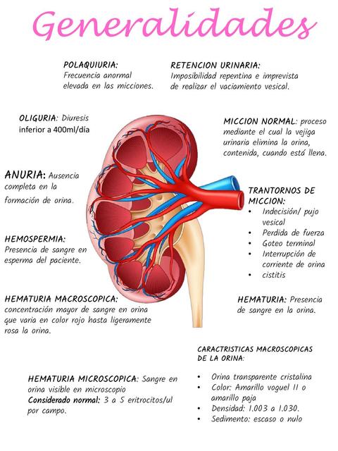 Generalidades Genitourinario