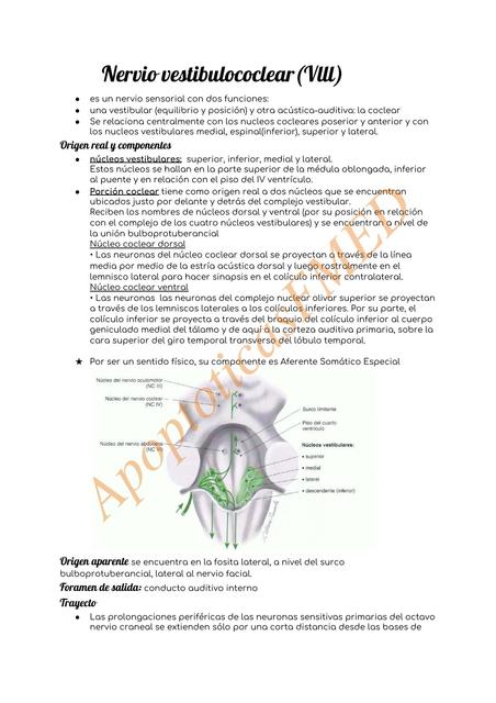 Nervio vestibulococlear