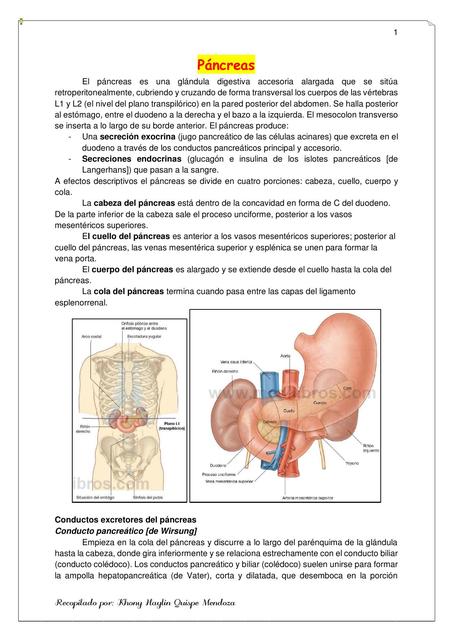 Apuntes de Páncreas