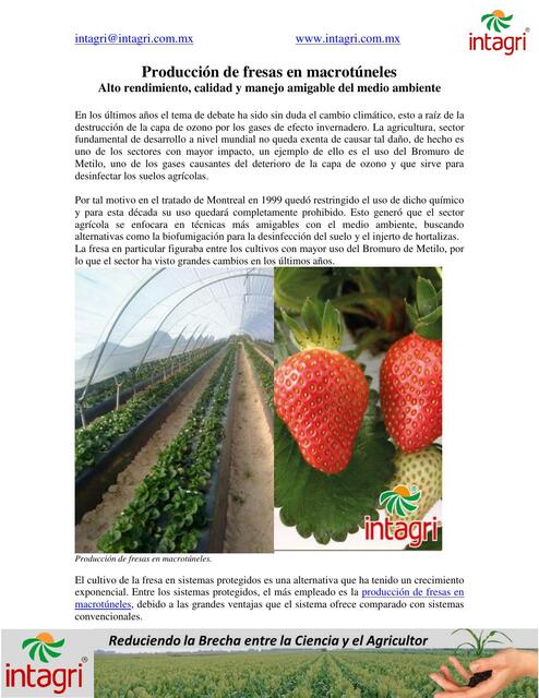  Produccion De Fresas En Macrotuneles